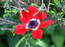 Anemone-44.jpg